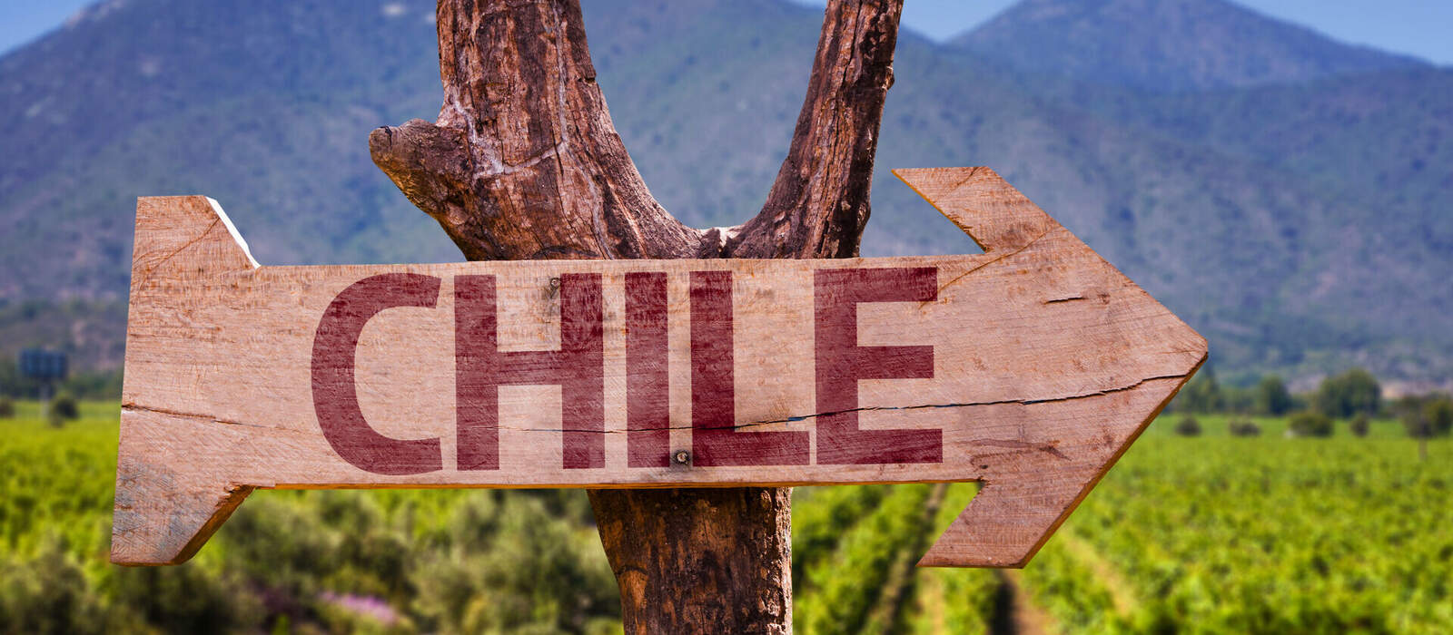 Weinregion in Chile ©gustavofrazao - stock.adobe.com Weinregion in Chile ©gustavofrazao - stock.adobe.com