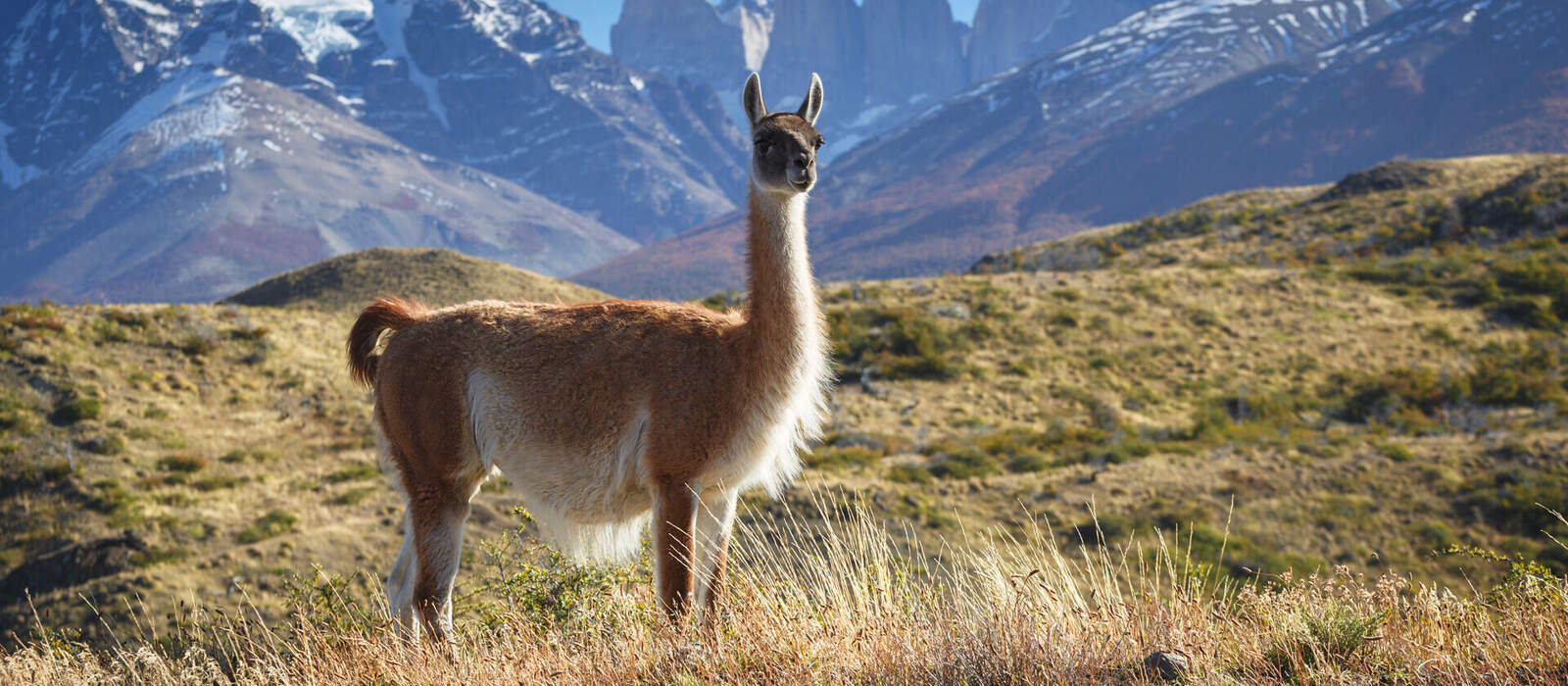 Guanaco im Nationalpark Torres del Paine ©sunsinger - stock.adobe.com