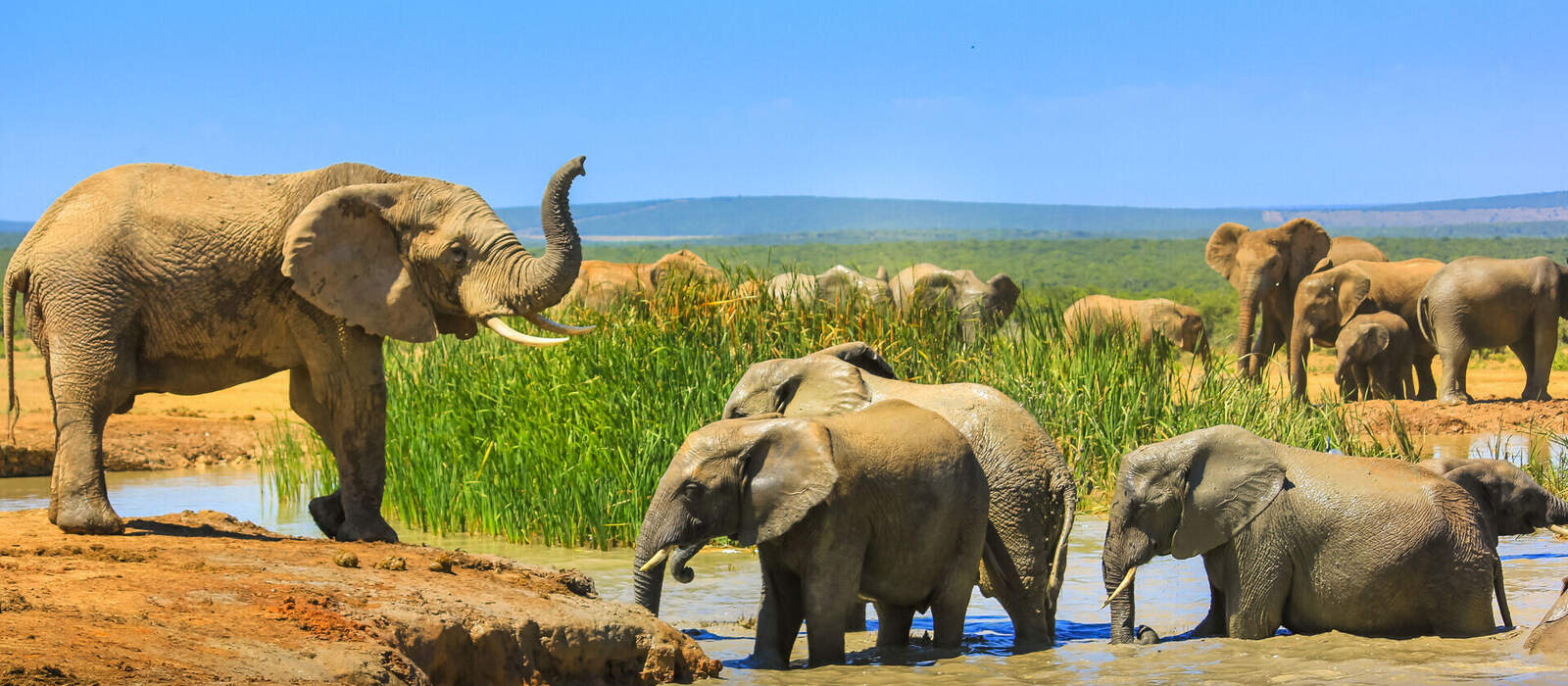 Addo-Elefanten-Nationalpark in Südafrika ©bennymarty - stock.adobe.com