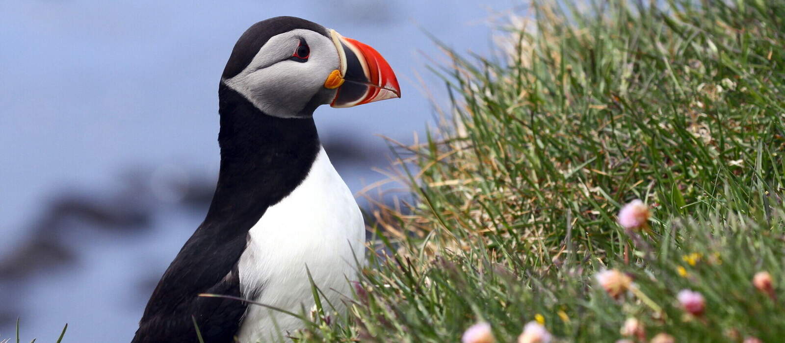 Papageientaucher ©sunset man - stock.adobe.com