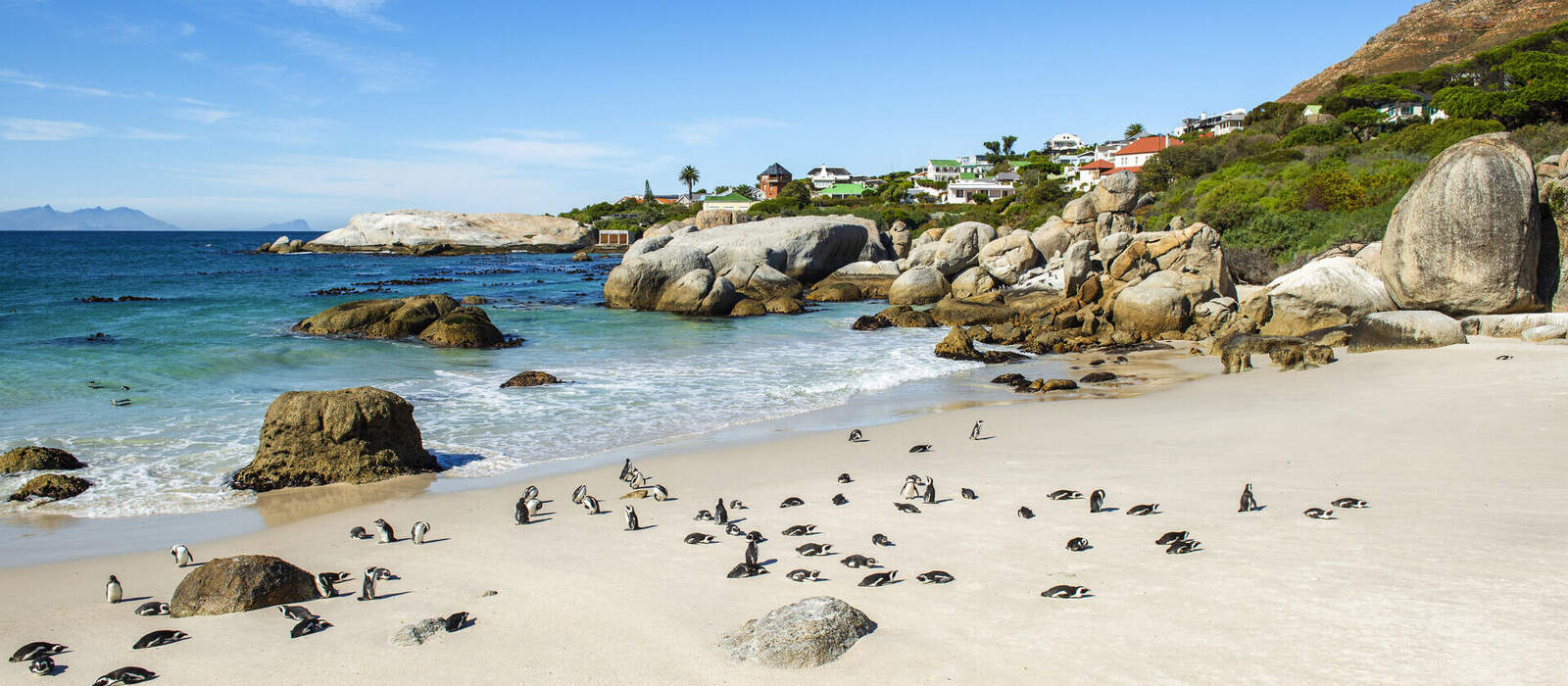 Brillenpinguin-Kolonie am Boulders Beach auf der Kap-Halbinsel in Südafrika ©SL-Photography - stock.adobe.com