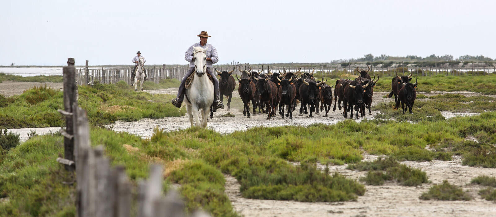 Camargue-Stiere in der Provence, Südfrankreich ©litchi cyril - stock.adobe.com