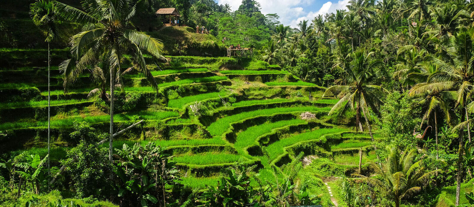 Reisterrassen nahe Ubud © Akarat Phasura - stock.adobe.com