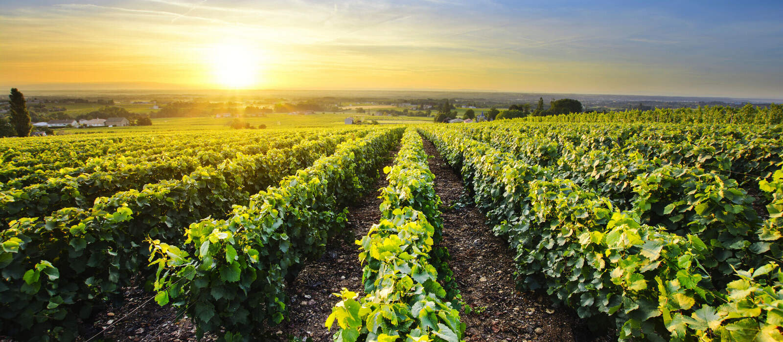 Weinbaugebiet Beaujolais in Frankreich © Fontaine Gael