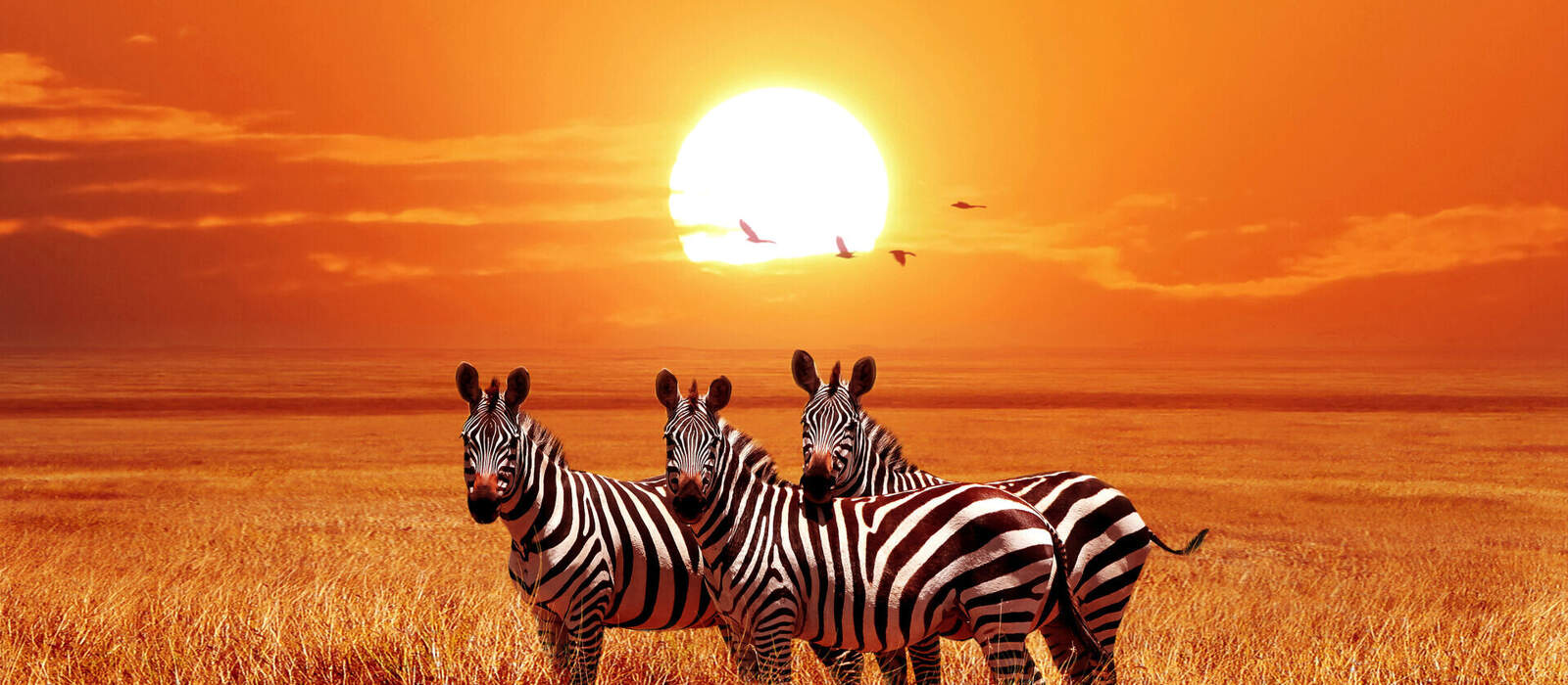 Zebras im Serengeti-Nationalpark in Tansania © delbars - stock.adobe.com