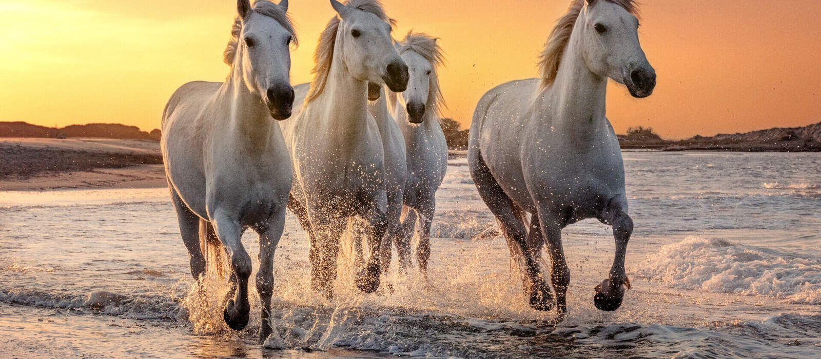 weiße Pferde in der Camargue © beatrice prève - stock.adobe.com