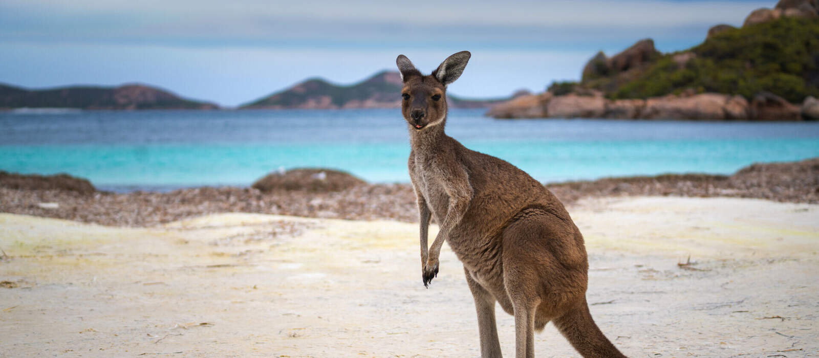 Känguru an der Lucky Bay im Cape Le Grand National Park © anekoho - stock.adobe.com