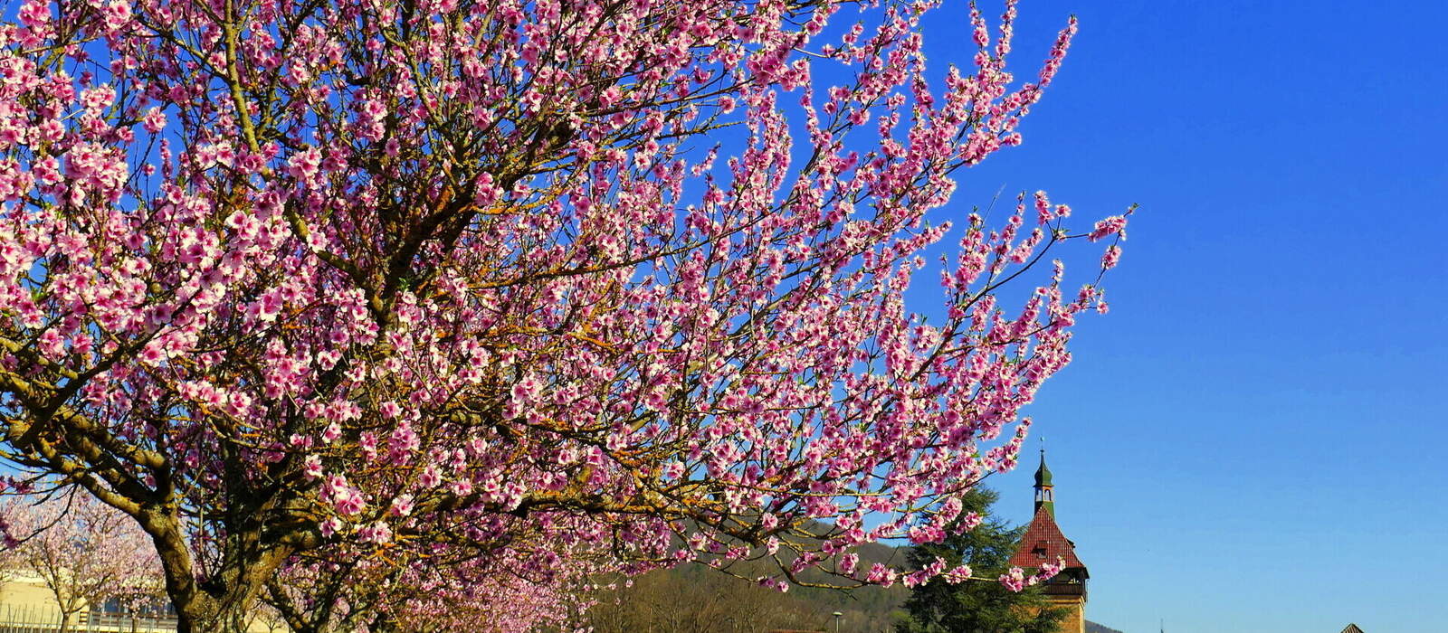 Weingut in der Pfalz mit blühendem rosa Mandelbaum im Frühling © globetrotter1 - stock.adobe.com