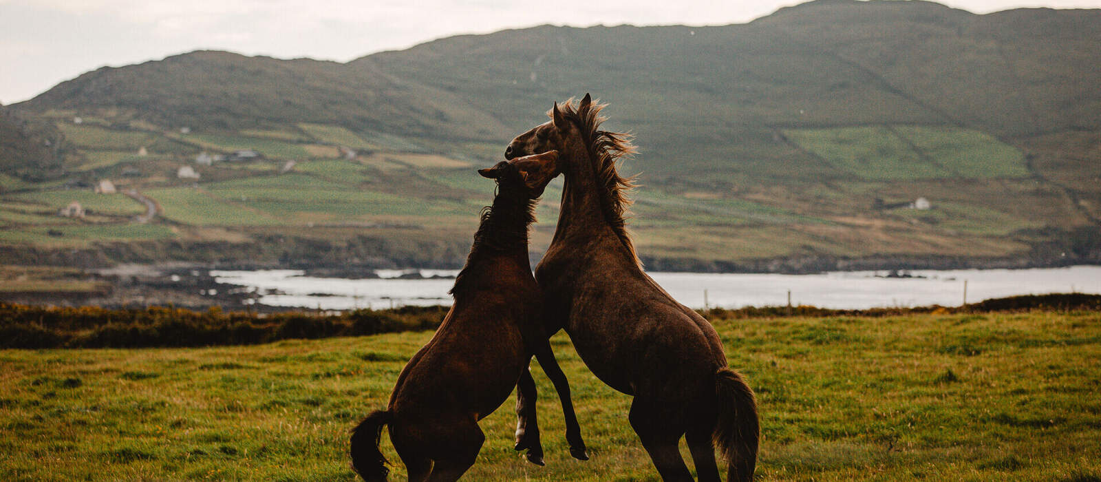 Connemara-Ponies © Henriette - stock.adobe.com