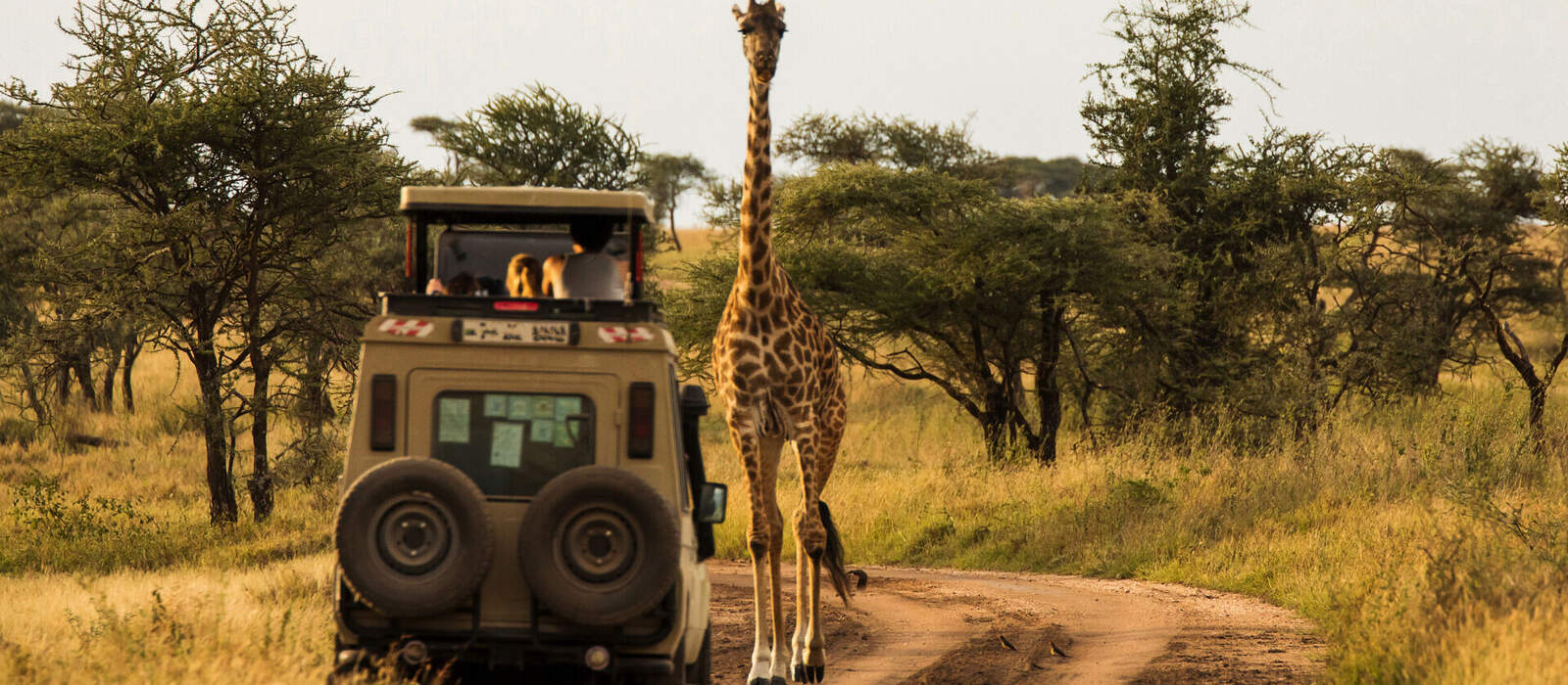 Giraffe im Serengeti-Nationalpark © danmir12 - stock.adobe.com