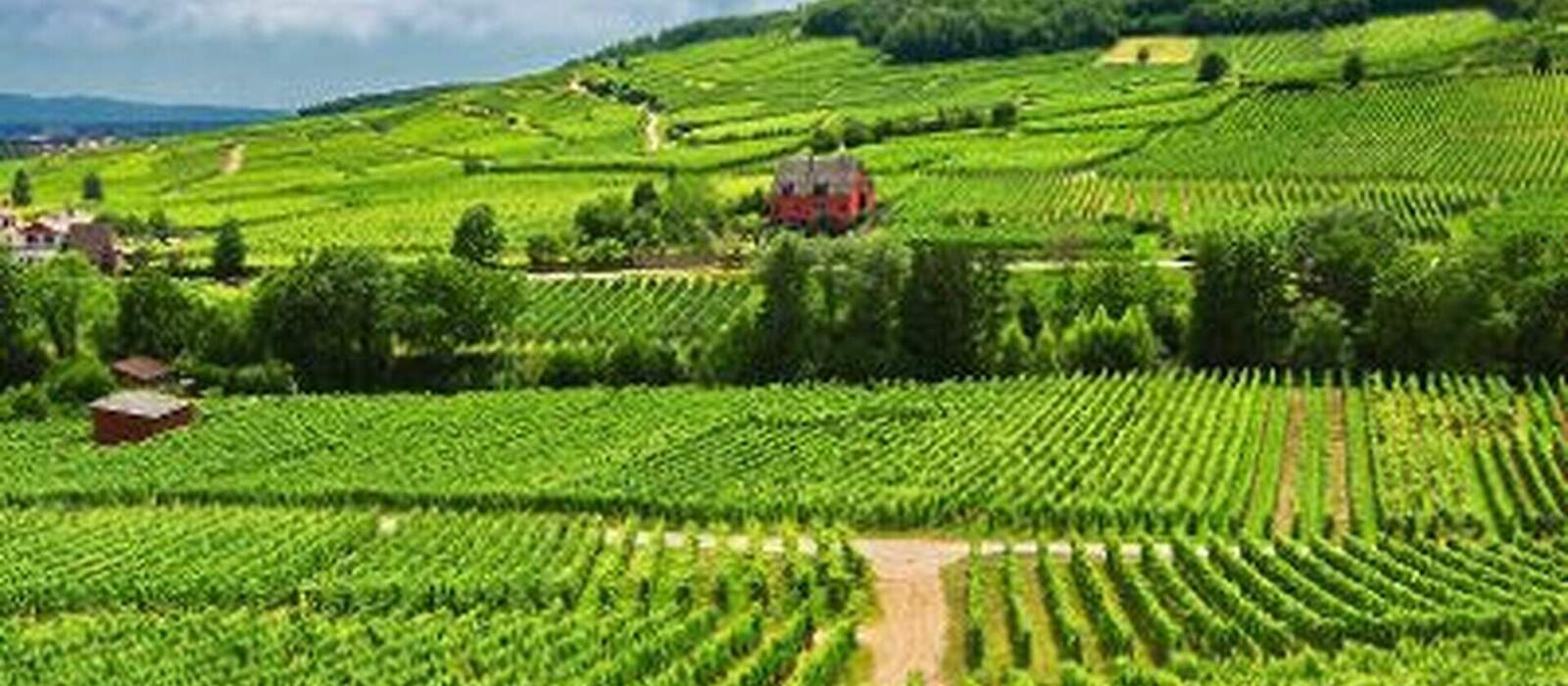 Vignoble à Ammerschwihr , Alsace (Fr). © David Espin - Fotolia