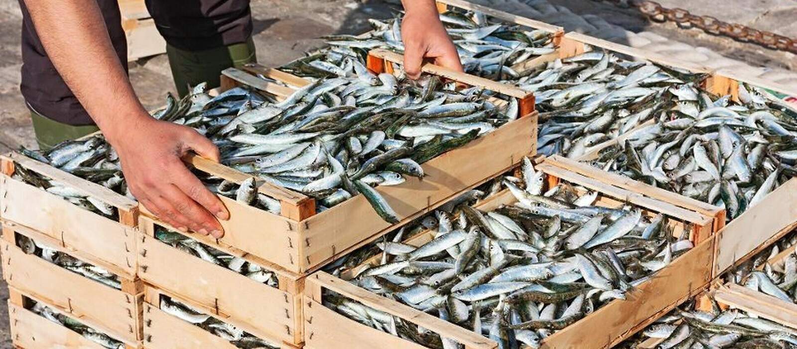 frischer Sardinen © ermess - Fotolia