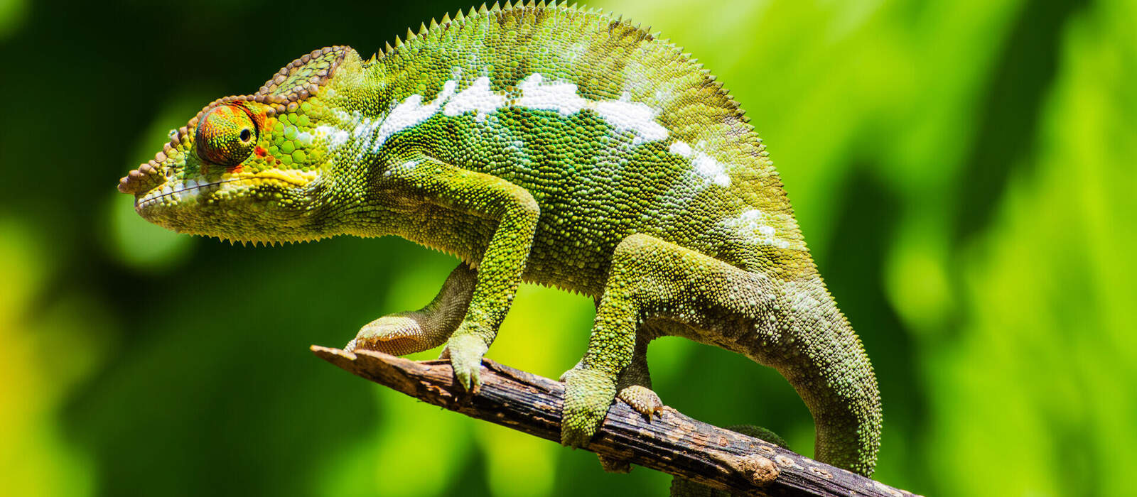 Chamäleon auf Madagaskar © Luca - stock.adobe.com