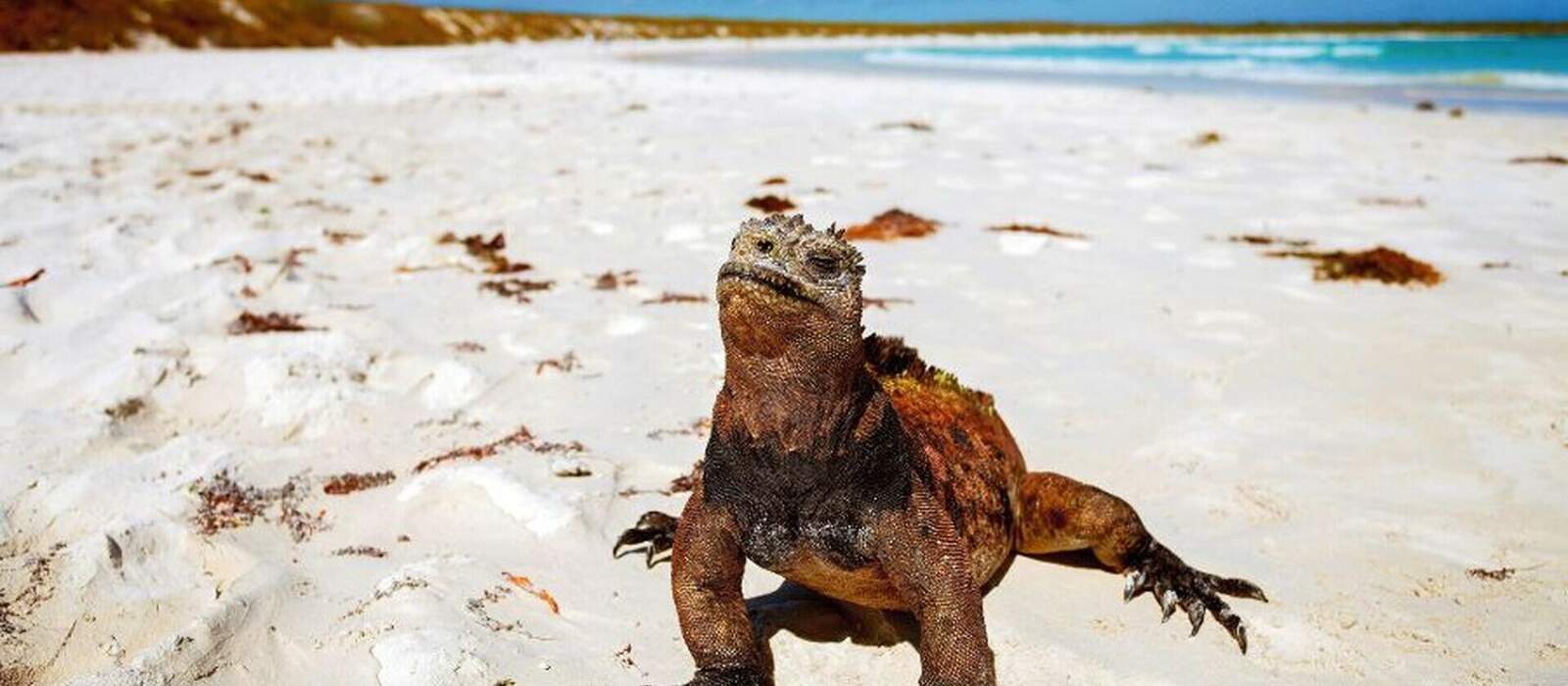 Leguan auf den Galapagosinseln © sunsinger - Fotolia