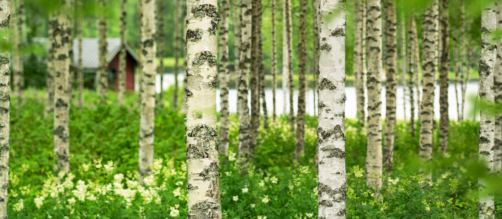Sauna mitten im Birkenwald  an einem See in Finnland © Marco Martins - stock.adobe.com