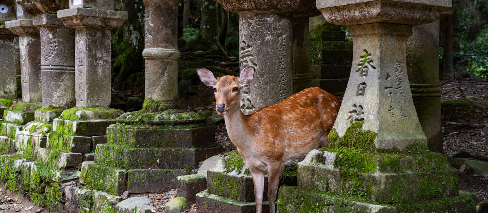 Deer by tombs in Nara, Kyoto, Japan © juliovazquez - stock.adobe.com