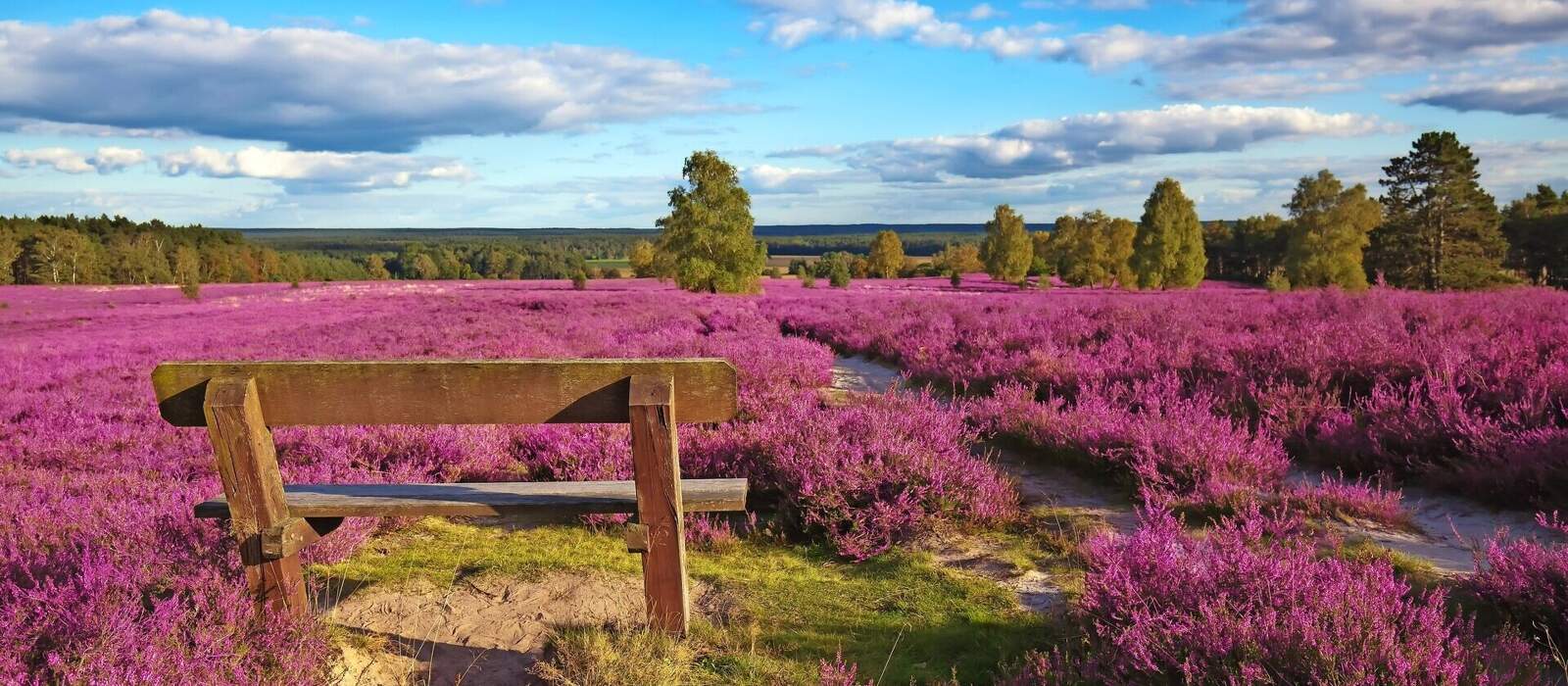 Lüneburger Heide, Deutschland © BVpix - Fotolia