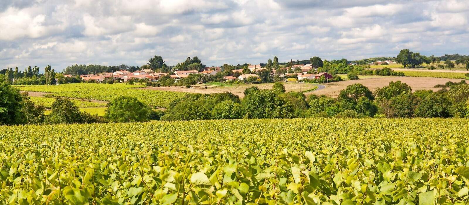 Weinbaugebiet von Nantes im Frühling © guitou60 - stock.adobe.com