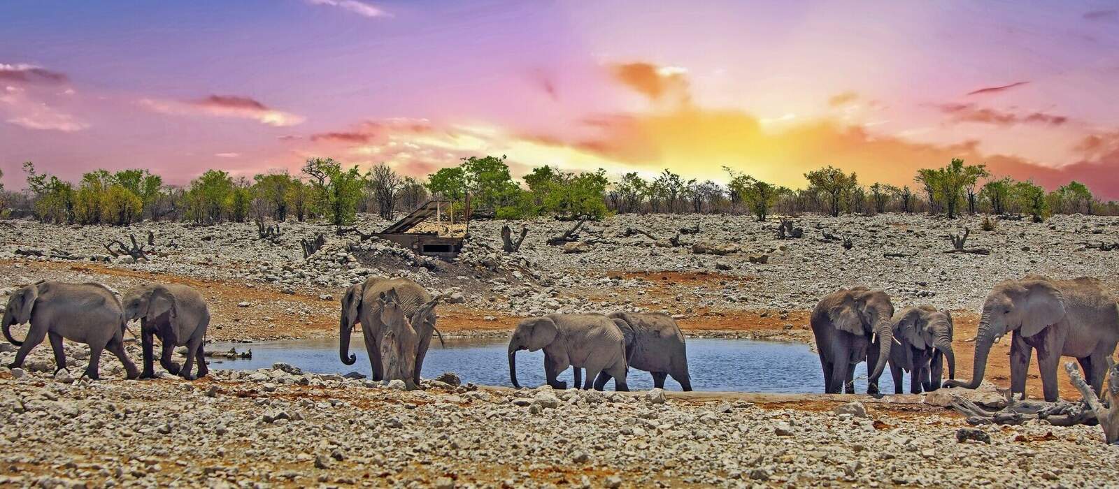 Herde von Elefanten an einem Wasserloch in Etosha © paula - stock.adobe.com