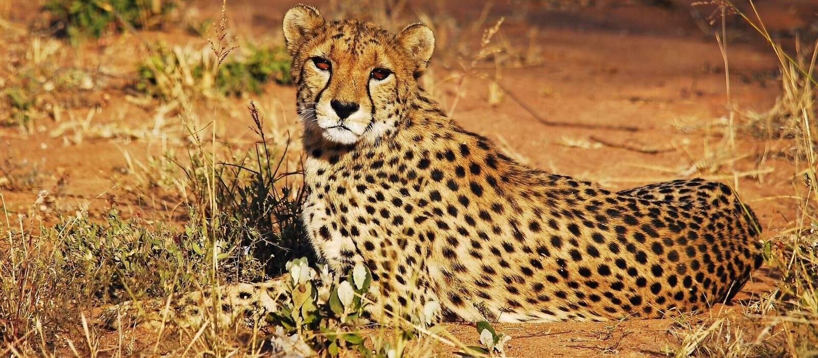 Gepard, Cheetha © Karin Witschi - stock.adobe.com