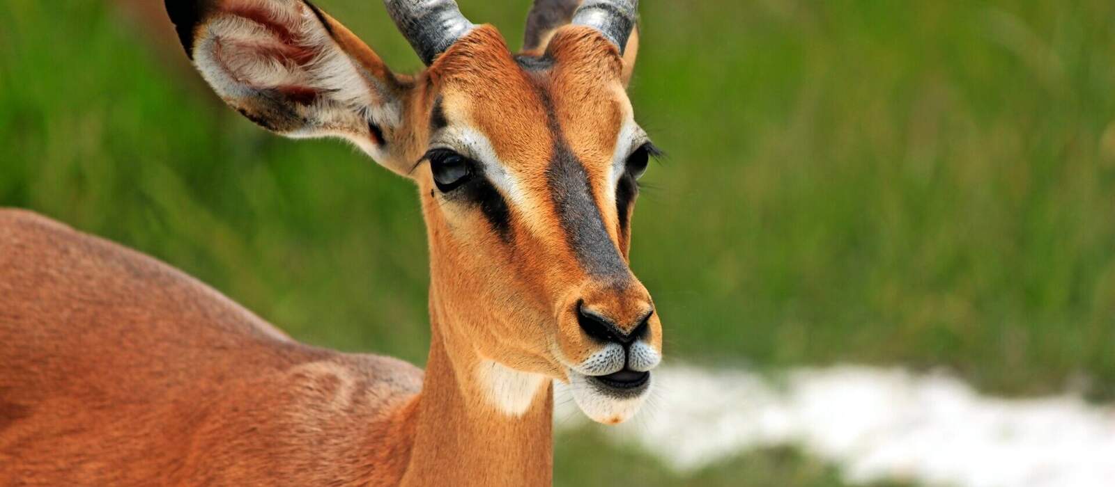 Schwarznasenimpala in Namibia © vongoethe - stock.adobe.com