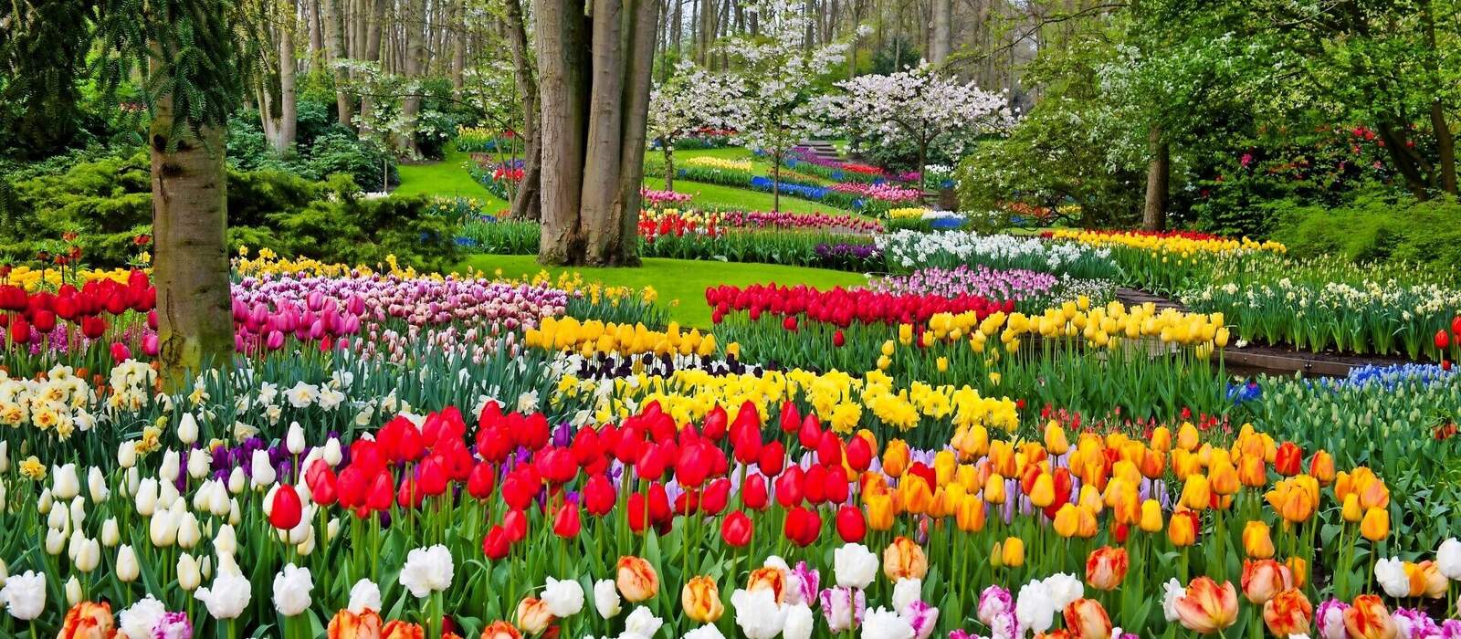 Keukenhof in den Niederlanden