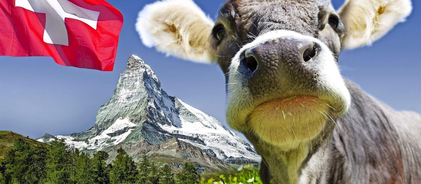 Kuh mit Matterhorn © by-studio - stock.adobe.com