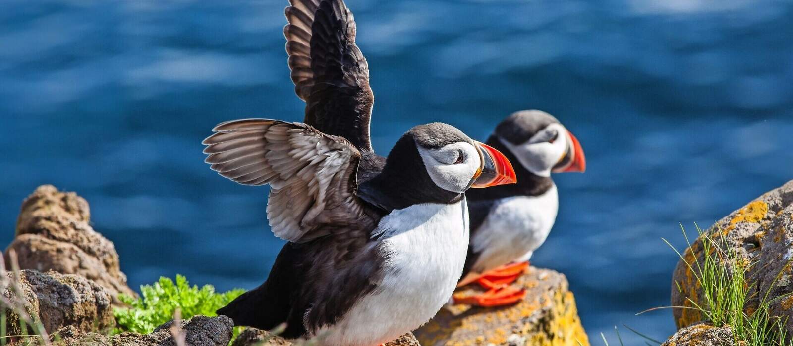 Papageientaucher auf einem Felsen, Island © Anna Pakutina - stock.adobe.com