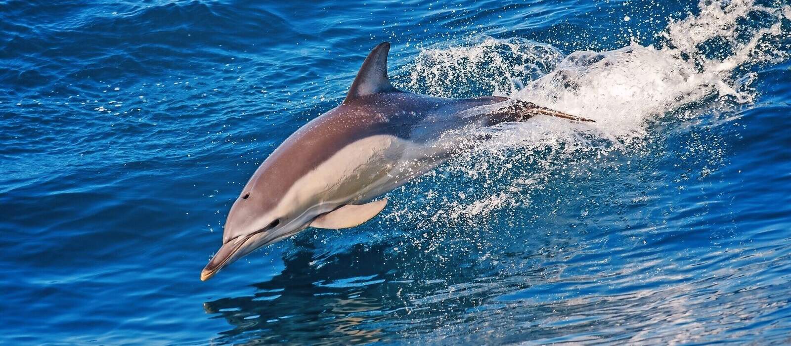 Delfine nahe der Azoren © chirnoagarazvan - stock.adobe.com