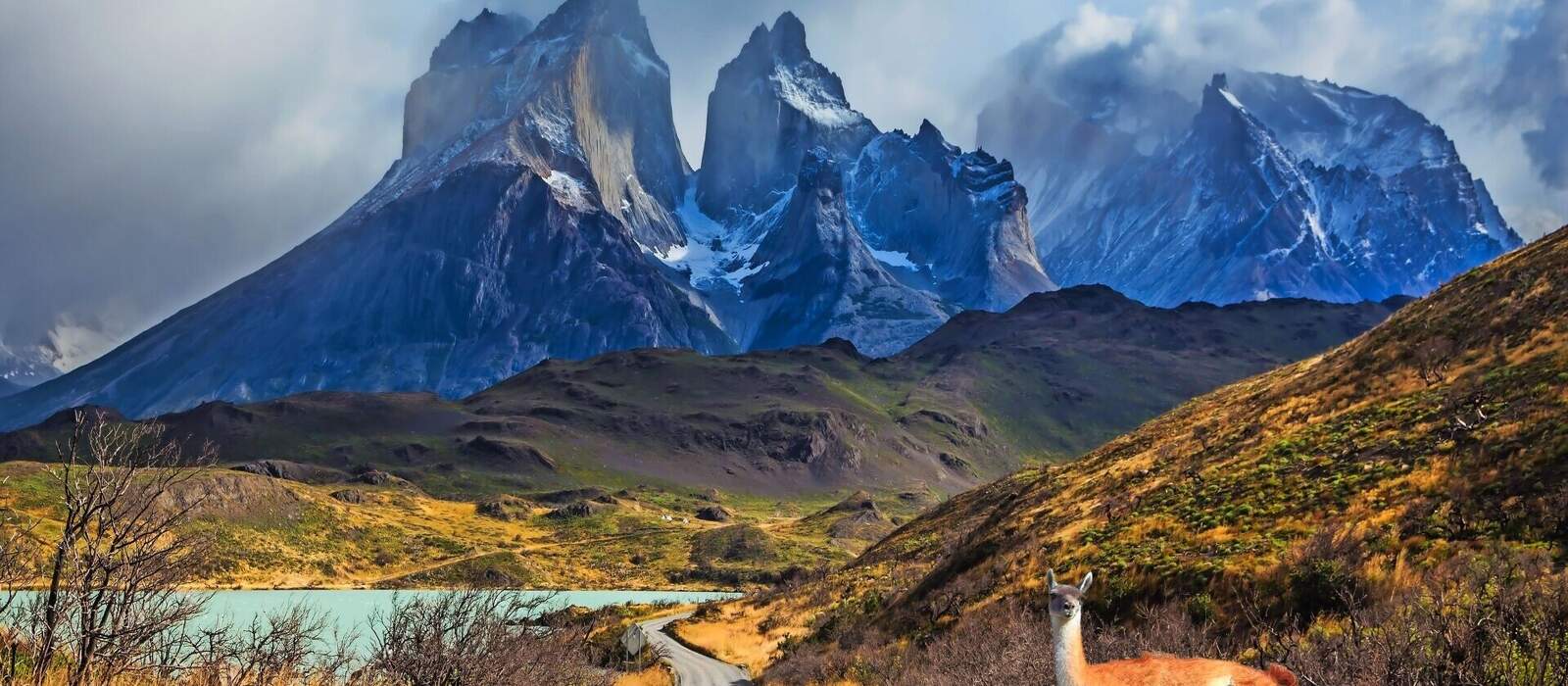 Guanaco am Pehoé See © Kushnirov Avraham - stock.adobe.com