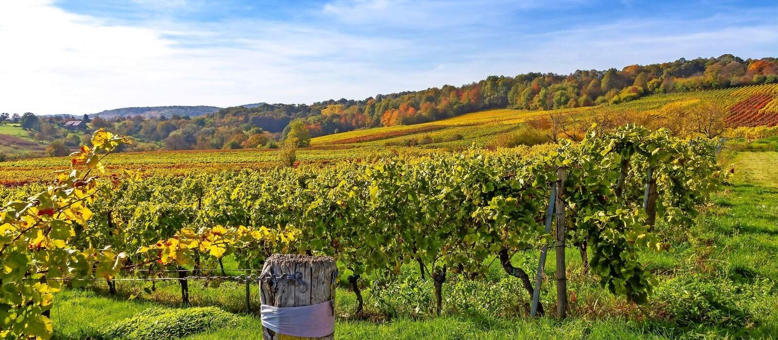 Deutsche Weinstraße in der Nähe von Bad Bergzabern © Jürgen Fälchle - stock.adobe.com