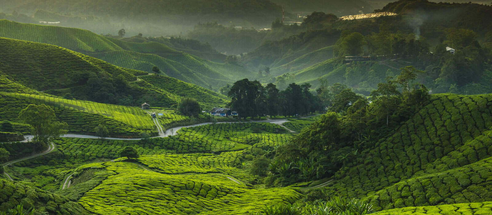 Cameron Highlands in Malaysia © cescassawin - stock.adobe.com