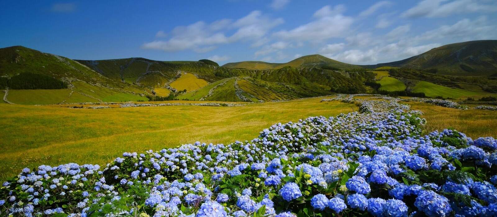 wilde Hortensie auf der Insel Flores, Azoren © shine73 - stock.adobe.com