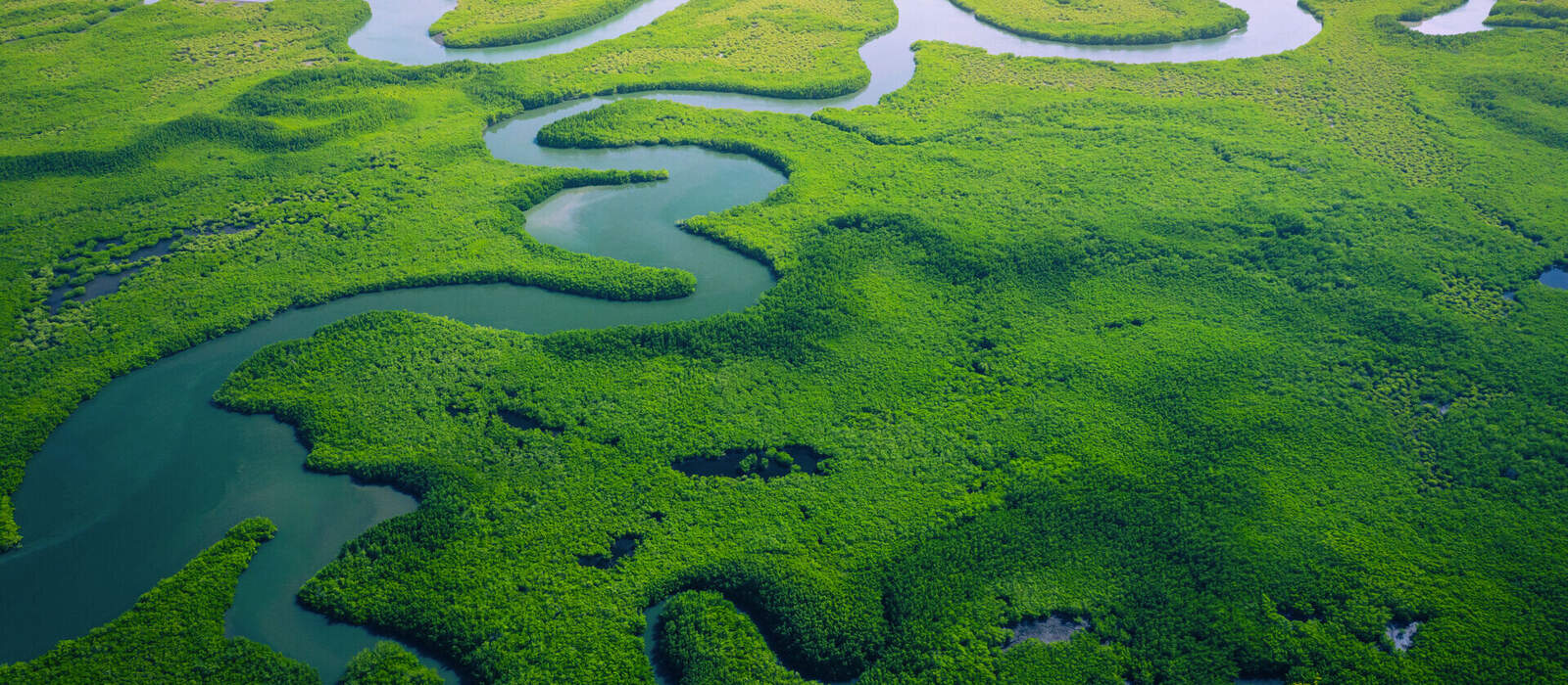 Luftaufnahme des Mangrovenwaldes in Gambia © Curioso.Photography - stock.adobe.com