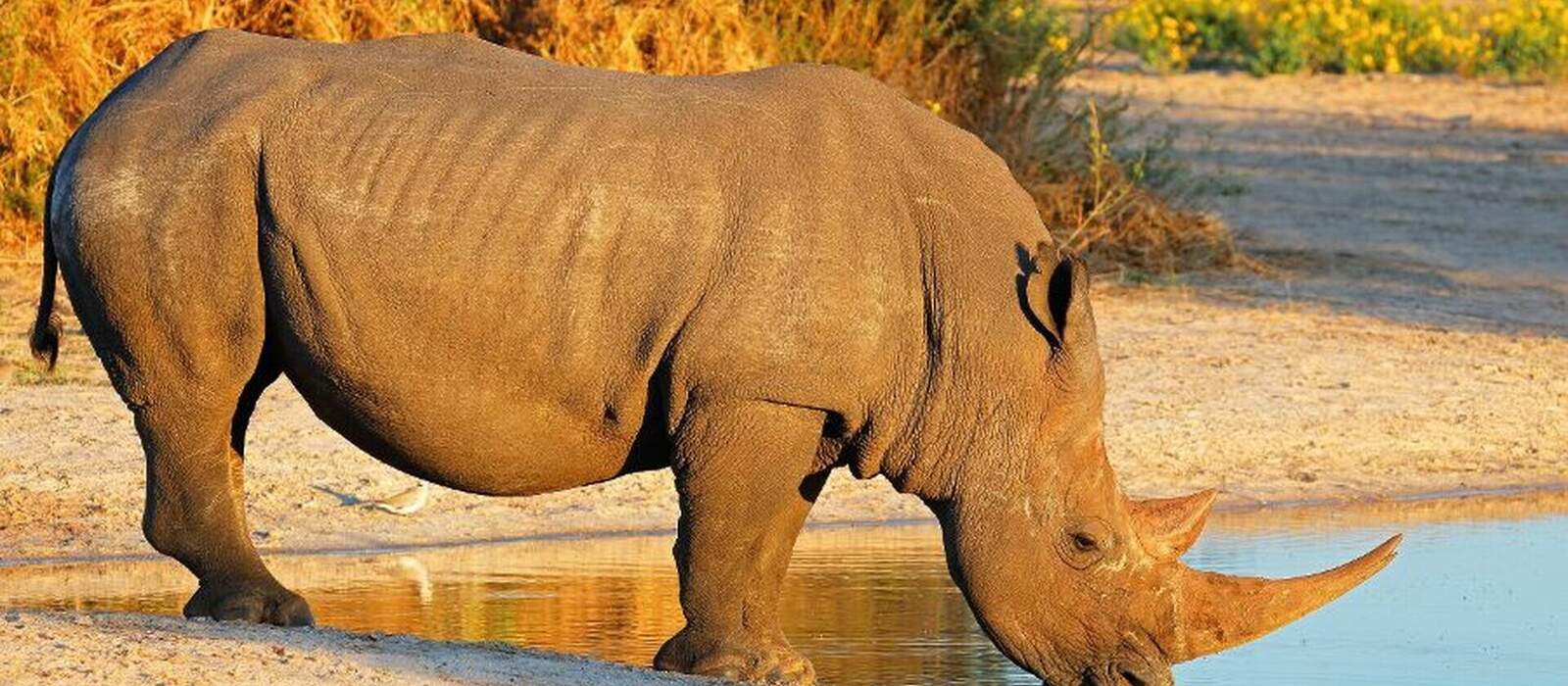 White rhinoceros drinking water © EcoView - Fotolia