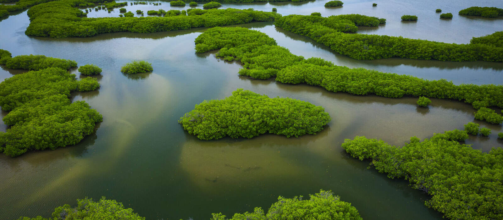 Mangroven im Senegal im Saloum-Delta-Nationalpark © Curioso.Photography - stock.adobe.com