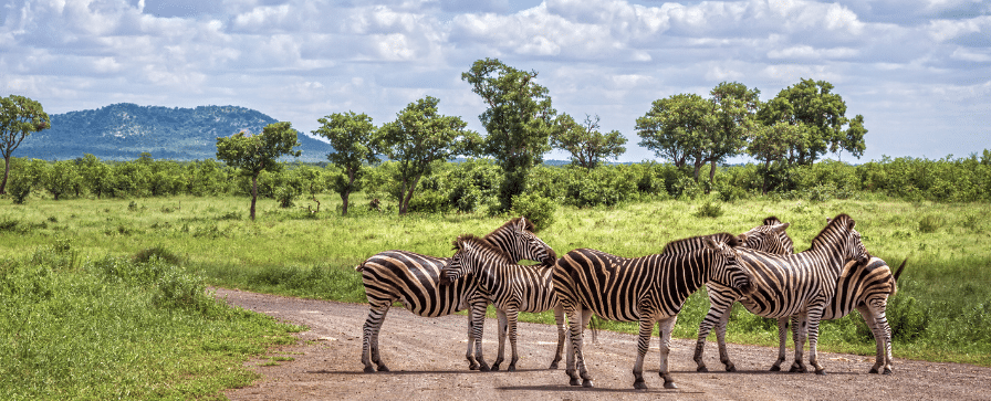 Discover the Rich Tapestry of South Africa: A Journey Through Diversity